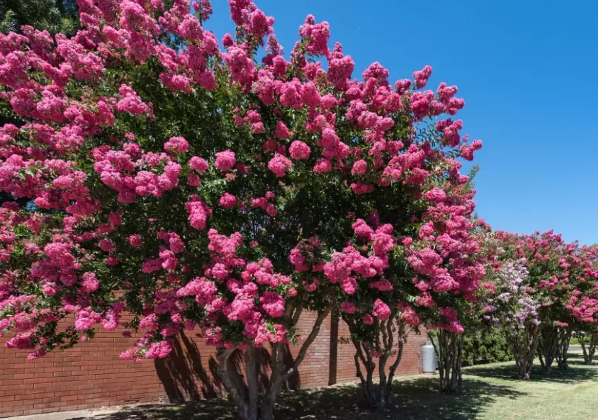 lagerstroemia trees
