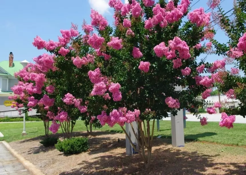 lagerstroemia indica