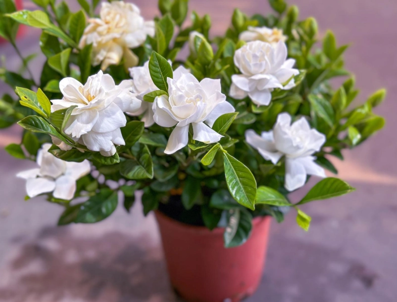 gardenia