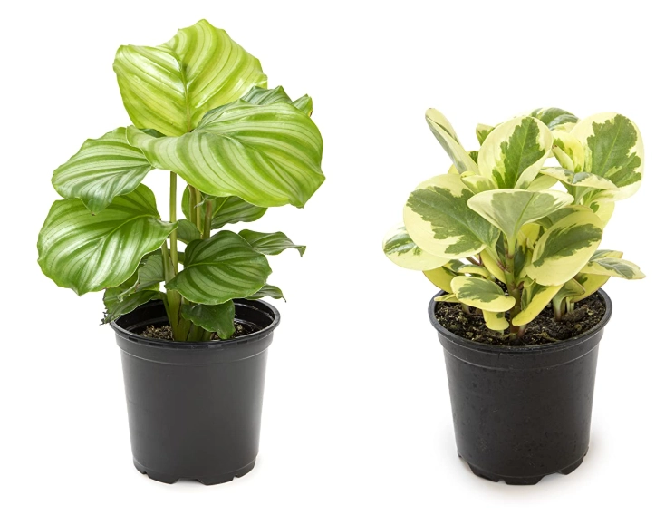 house plant recognition