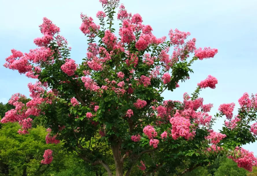 lagerstroemia indica