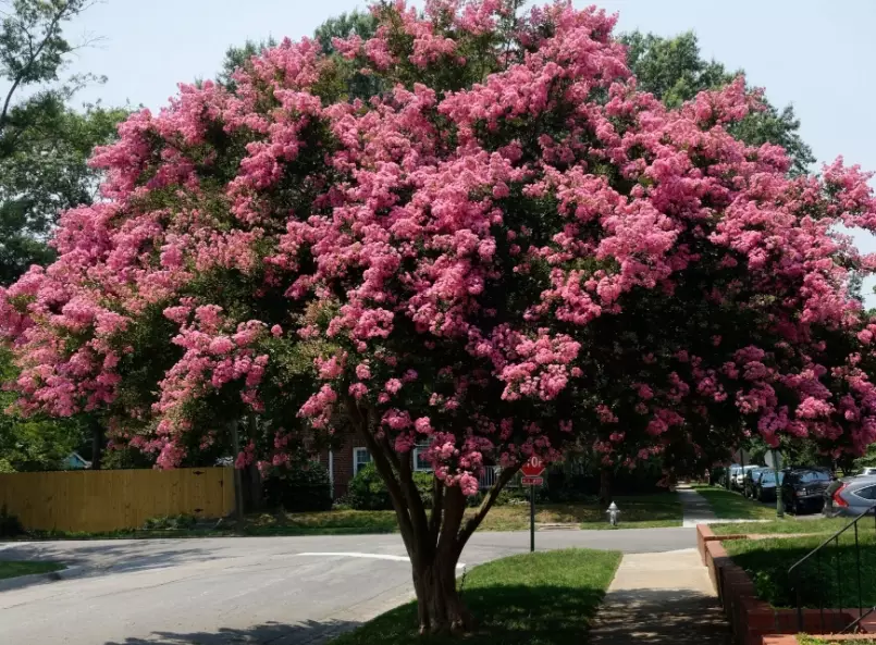 pruning crape myrtle