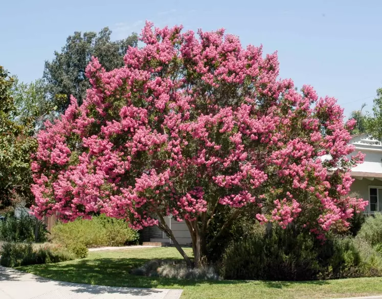 pruning crape myrtle