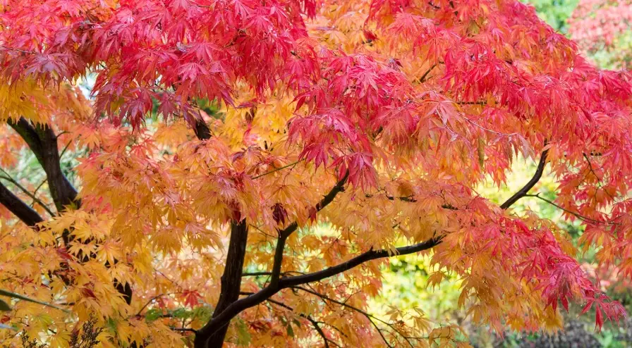 Japanese maple tree care