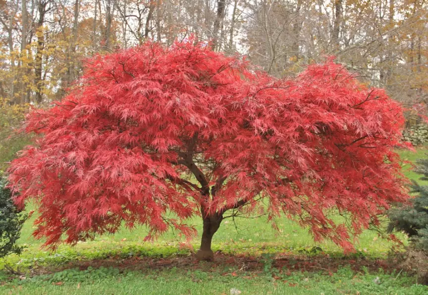 Japanese maple varieties