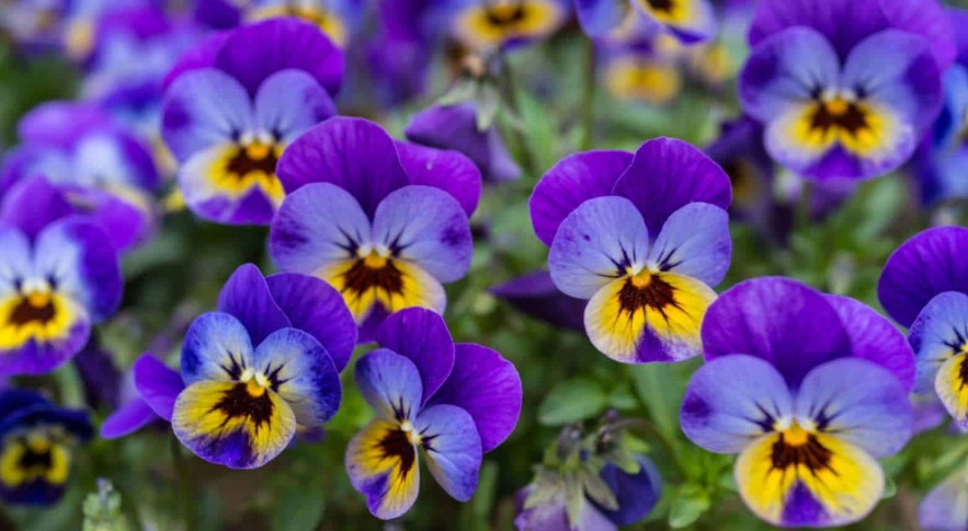 viola flower