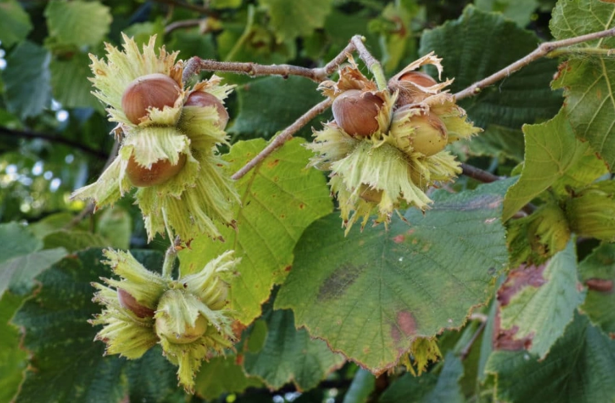 how to grow filbert trees