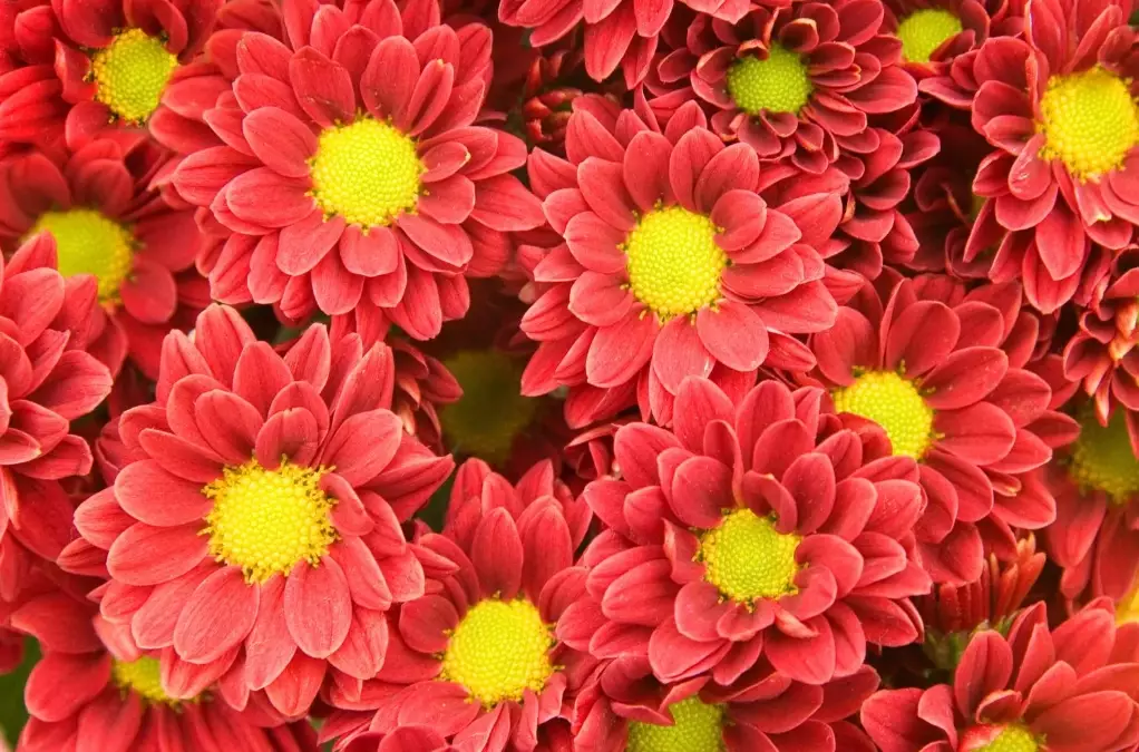 how to grow chrysanthemums