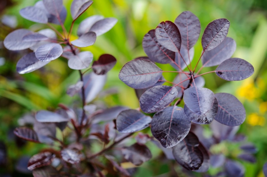 purple smoke tree