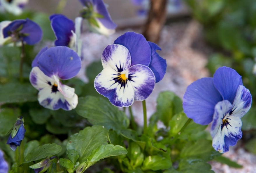 growing violas