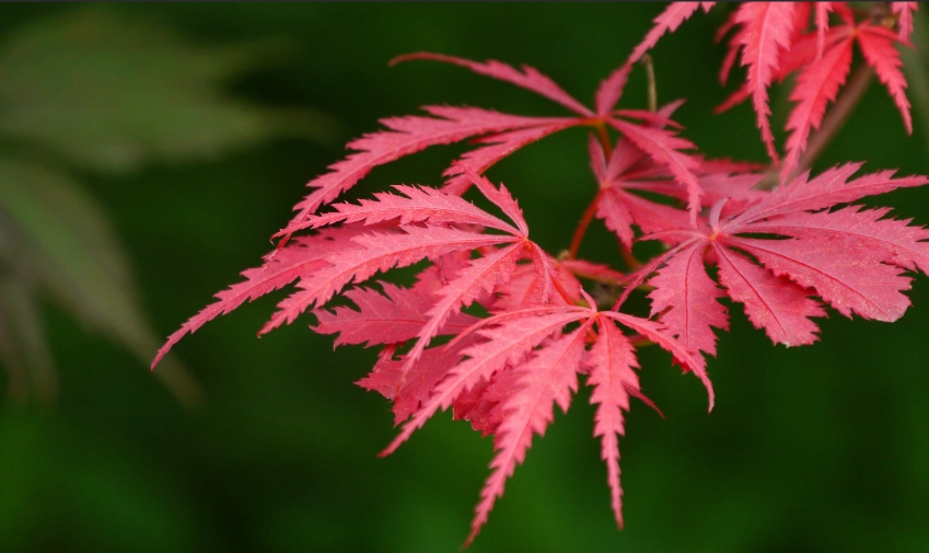 Japanese maple tree care