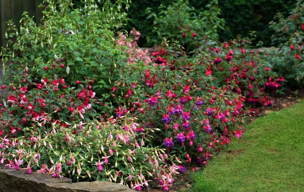hardy fuchsia