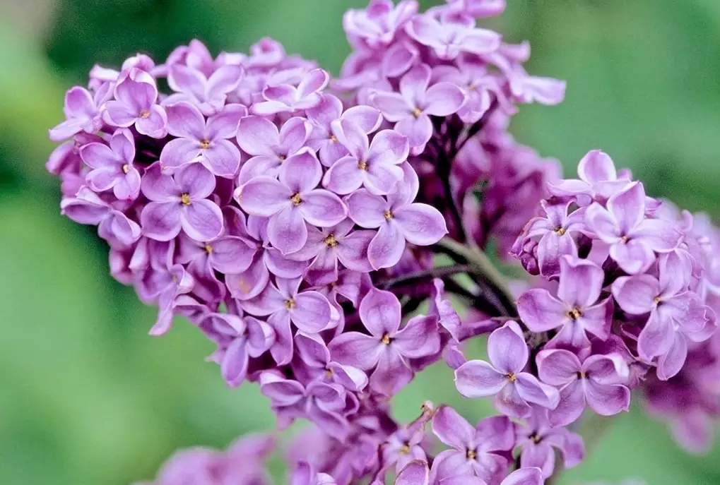 lilac varieties
