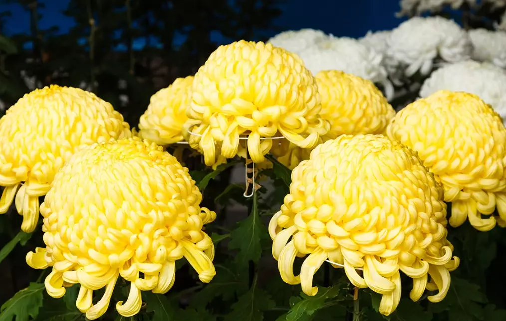 chrysanthemum varieties