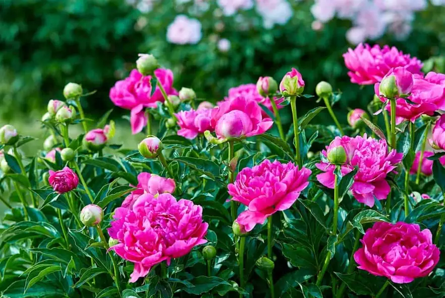 peony planting tips