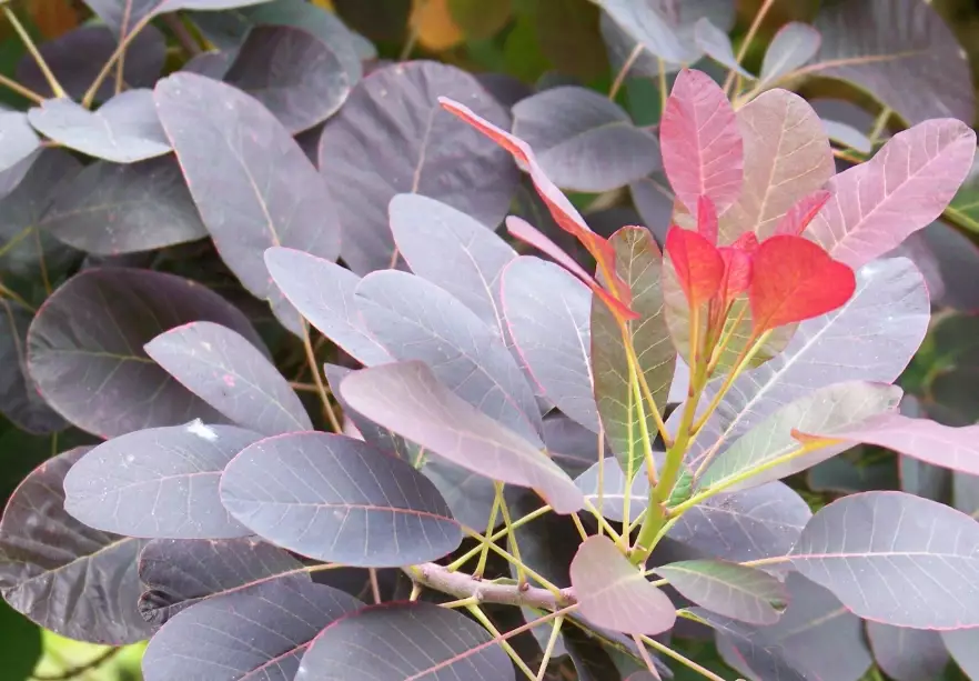 smoke bush care