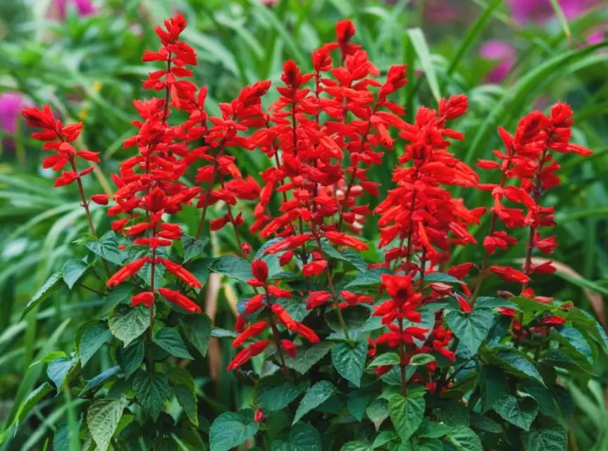 salvia landscaping salvia landscaping