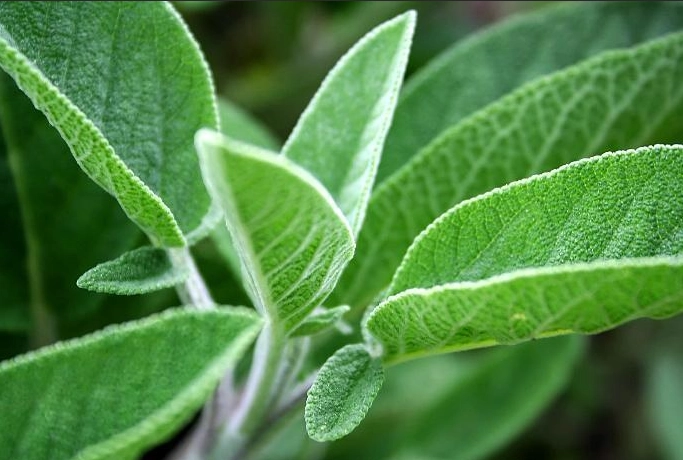 salvia varieties salvia varieties
