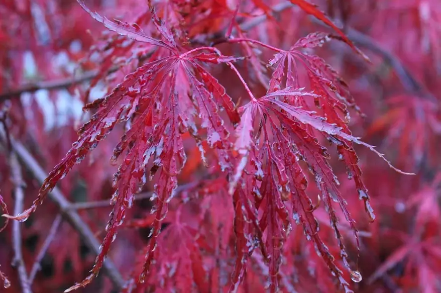 Japanese maple landscaping