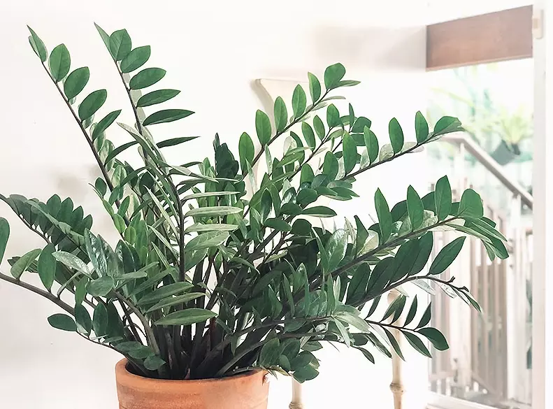 indoor plant guide