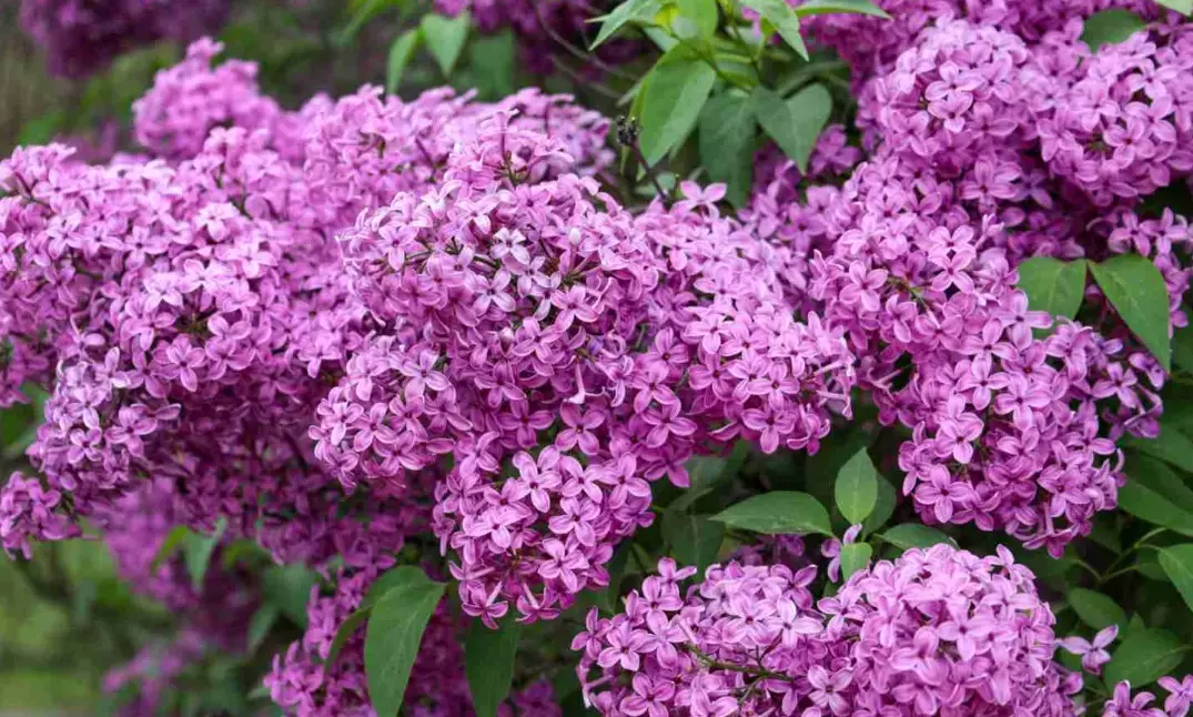 lilac varieties