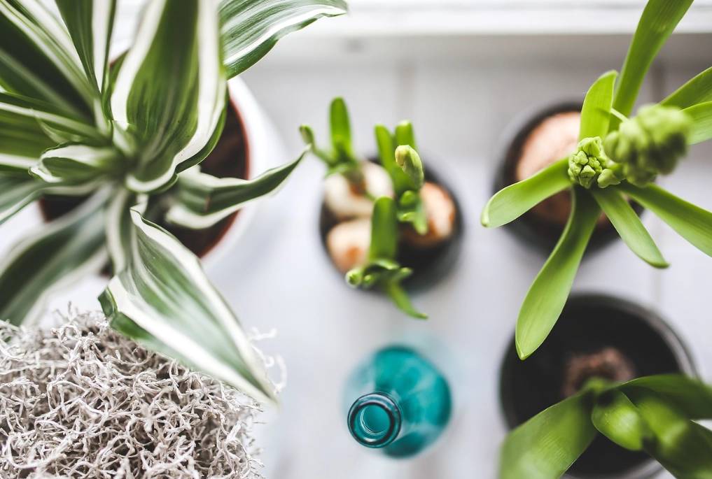 identify house plants