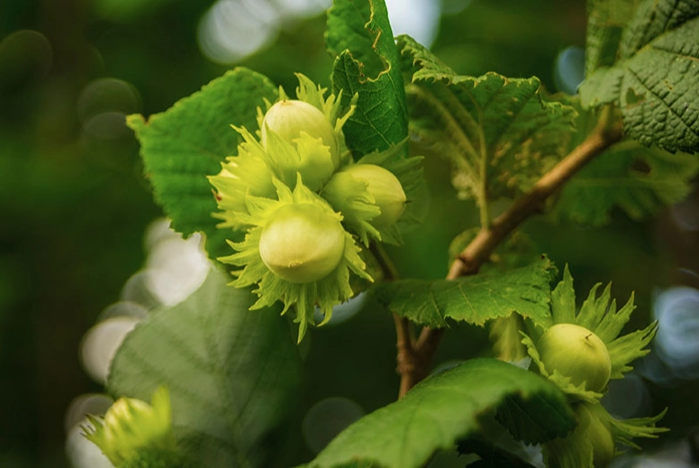 how to grow filbert trees