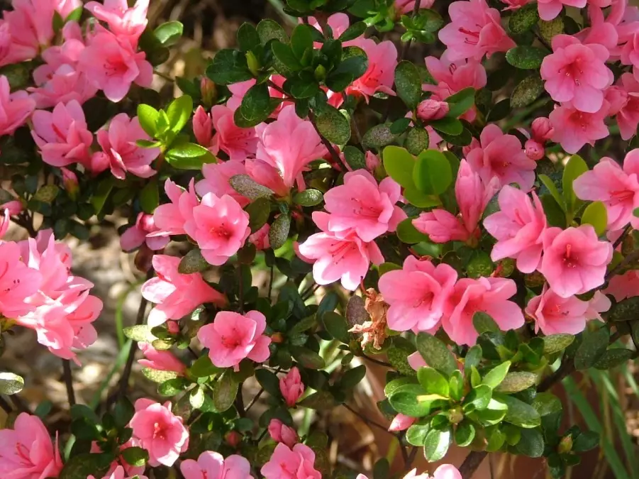 azalea care