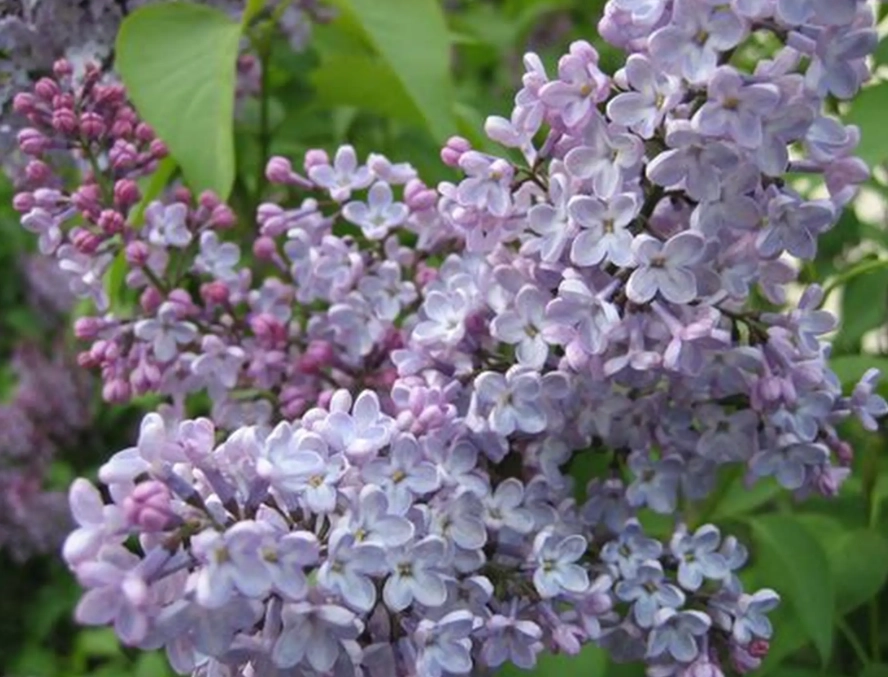 lilac care