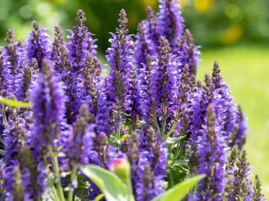 salvia plant care salvia plant care