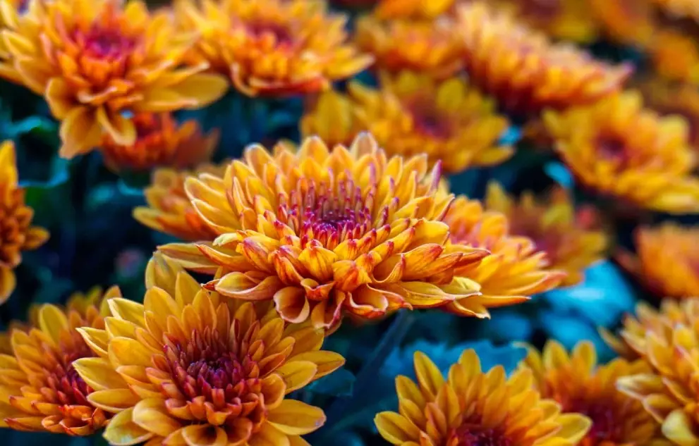 chrysanthemum care