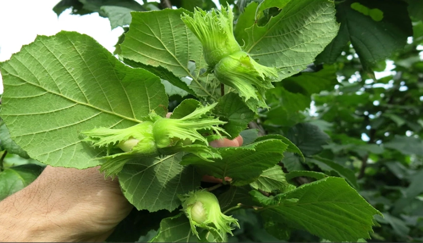 hazelnut tree varieties