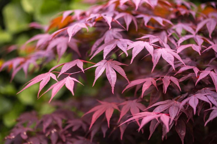 Japanese maple landscaping