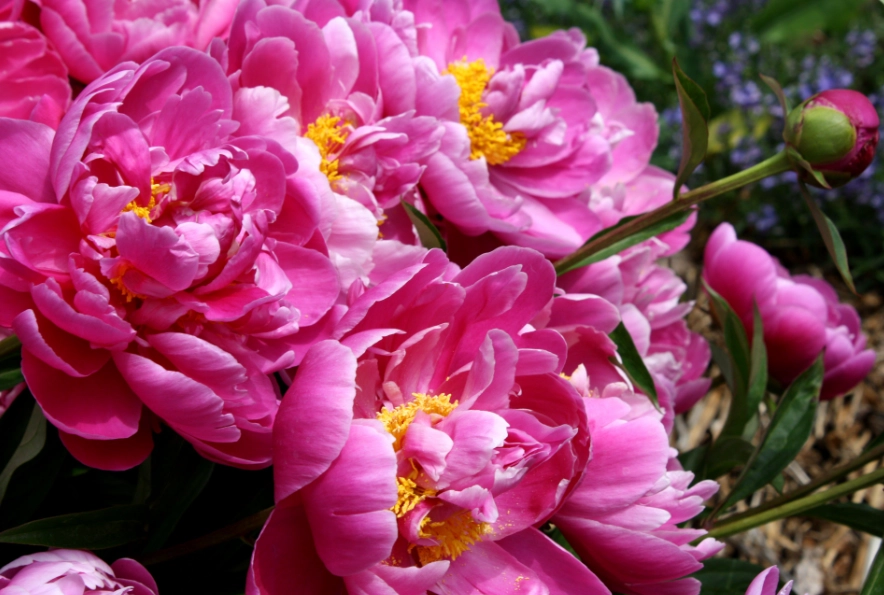 peony care guide