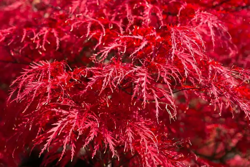 Japanese maple varieties