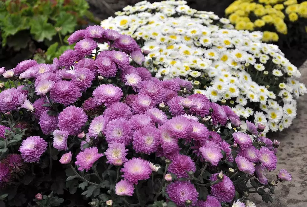 chrysanthemum varieties