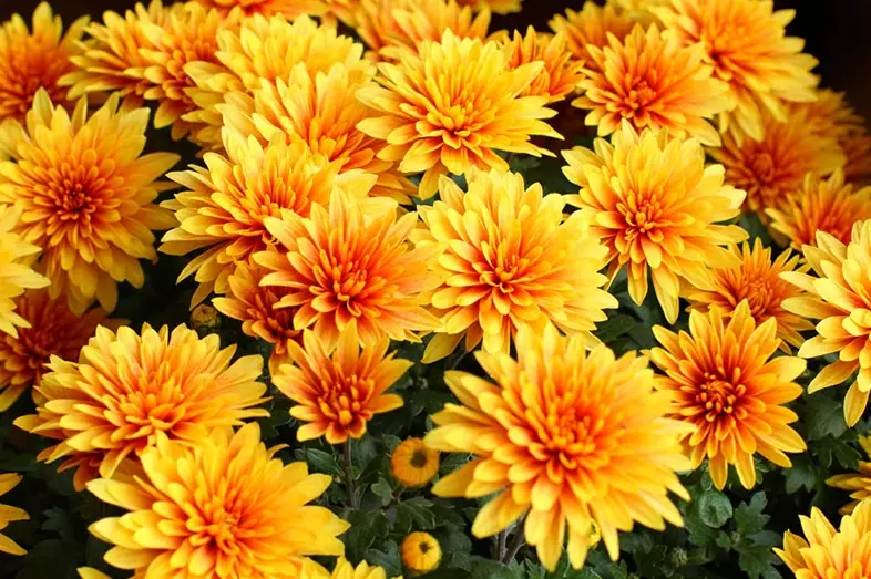 chrysanthemum