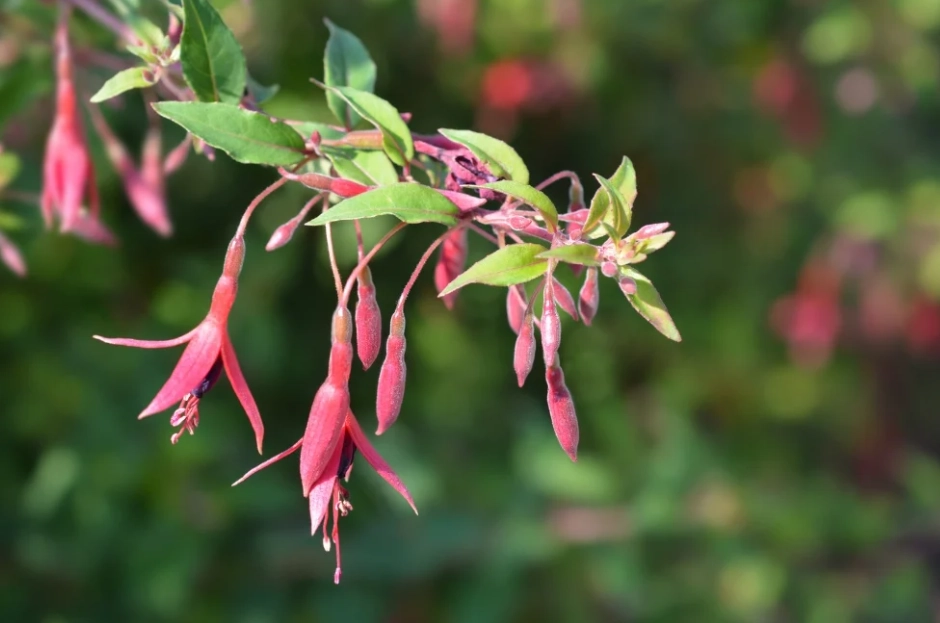fuchsia winter care