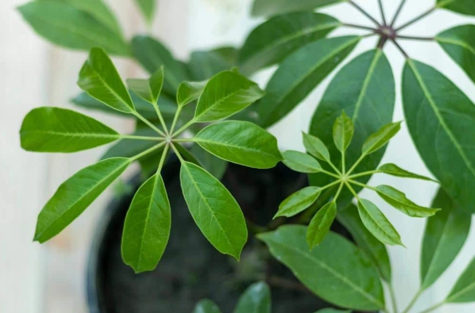 indoor plant guide
