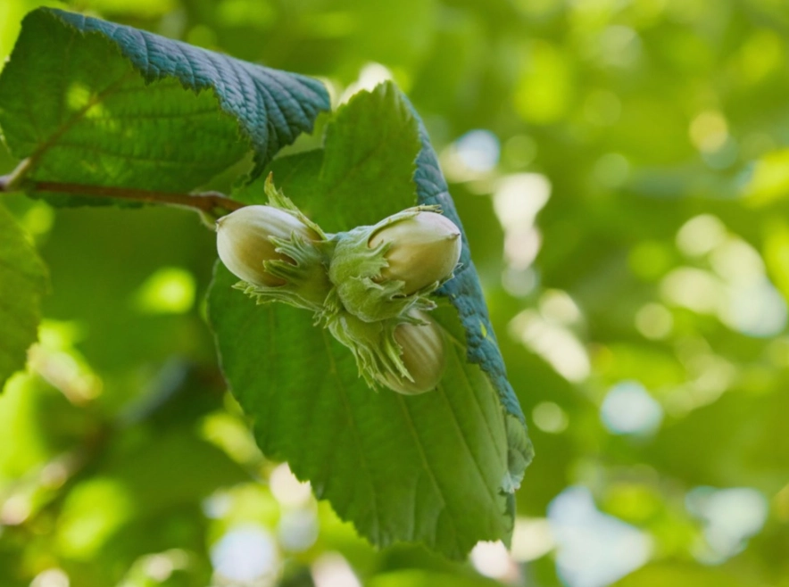 hazelnut tree varieties