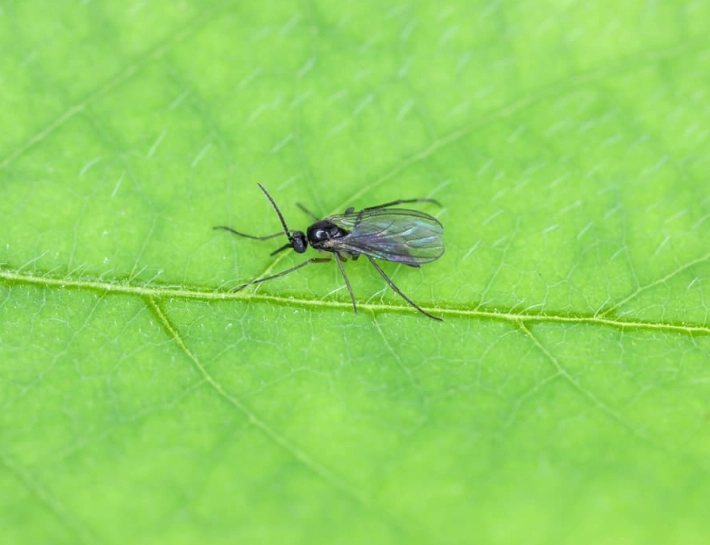 fungus gnat larvae