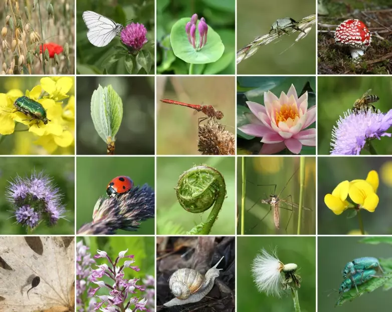 biodiversity conservation