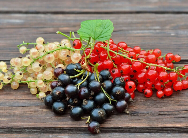 growing blackcurrants