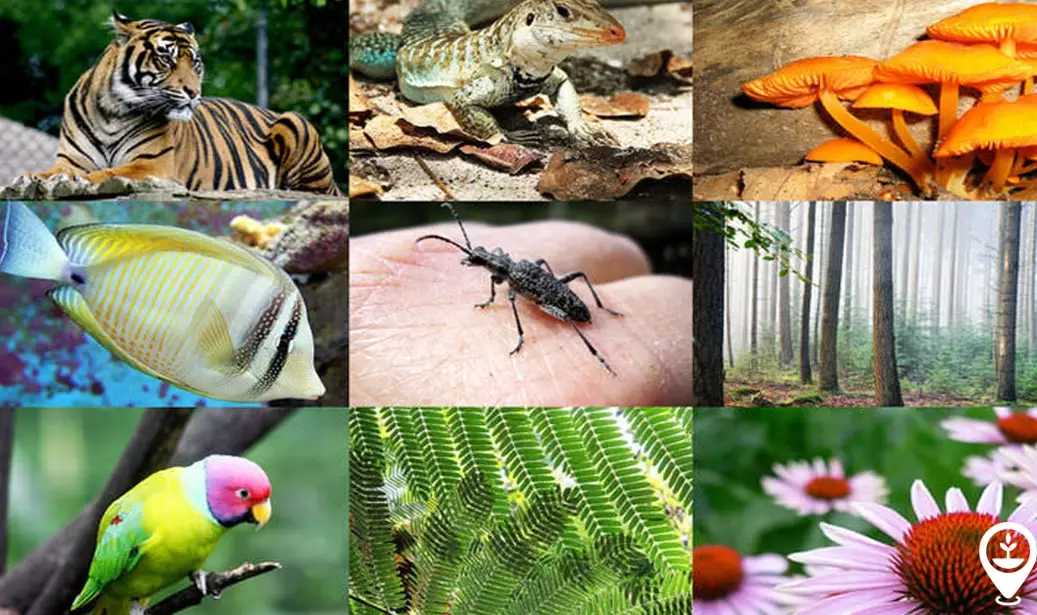 plant species diversity