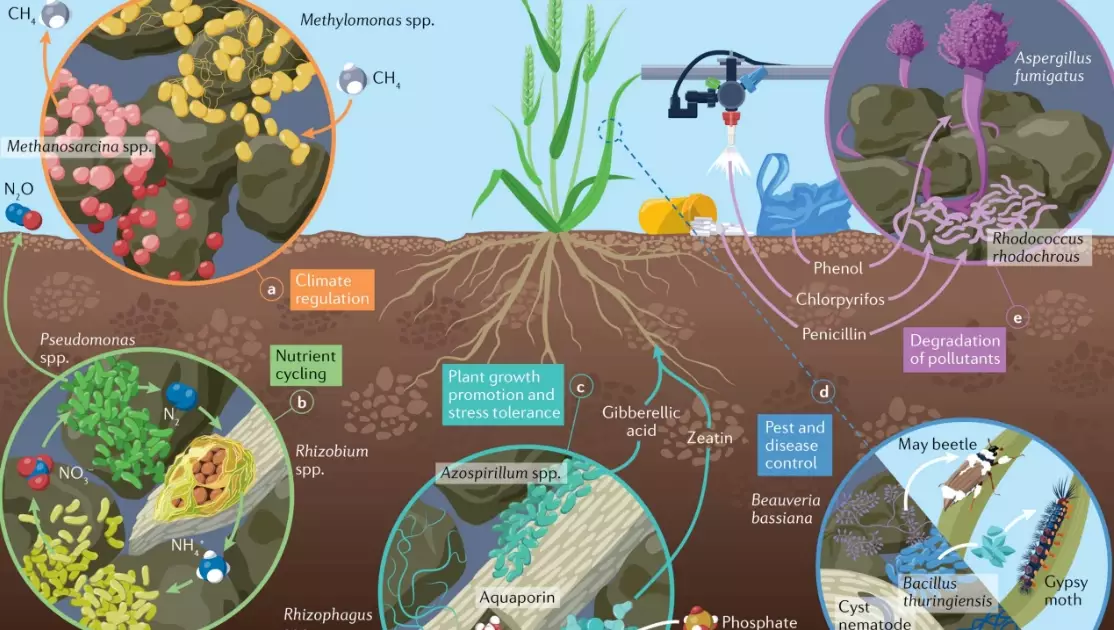 microbial inoculants for plants