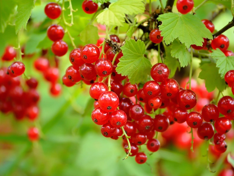 currant plant care