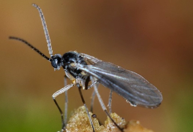 how to get rid of fungus gnats
