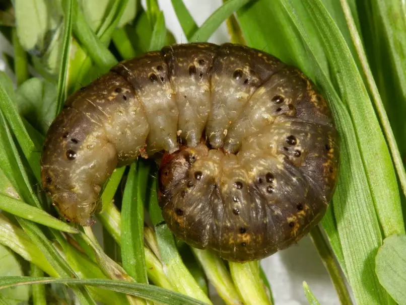 cutworm identification