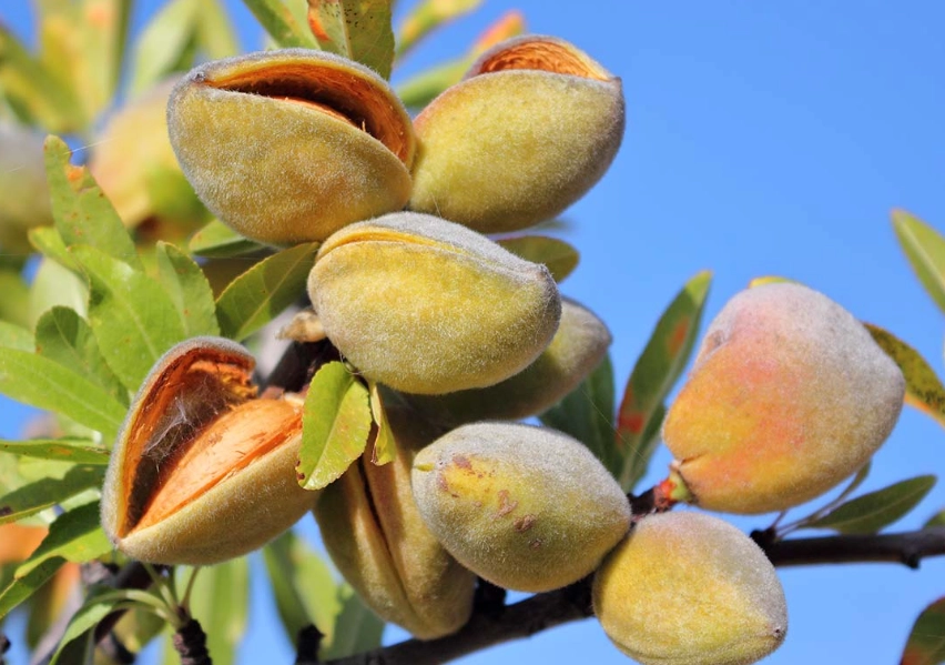 almond tree care almond tree care