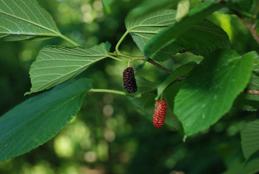 mulberry tree varieties